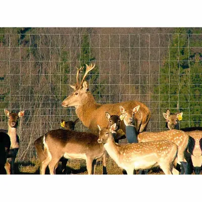 Produktbild von Betafence Schweres Ursus Bezinal 100/6/15 50 m, 3,7/3,0mm