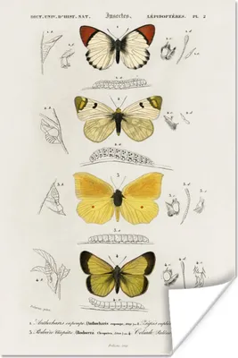 Produktbild von MuchoWow® Poster Schmetterling - Vintage - Insekten 20x30 cm - Papierdruck