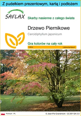 Zdjęcie produktu dla SAFLAX - Zestaw prezentowy - Drzewo Piernikowe - 200 Nasiona - Z pudełkiem upominkowym, etykietą wysyłkową, kartą podarunkową i podłożem uprawowym - Cercidiphyllum japonicum