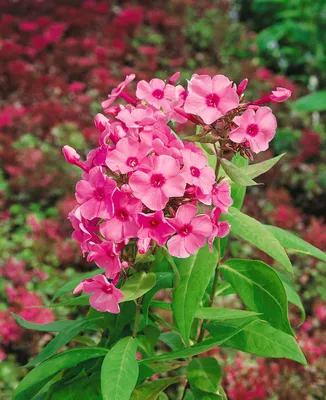 Produktbild von Phlox paniculata 'Flamingo', Flammenblume, rosa, ca. 11x11 cm Topf