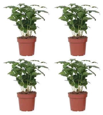 Image de Caféier - Set de 4 - Coffea arabica - Hauteur 25-40cm - ⌀12cm