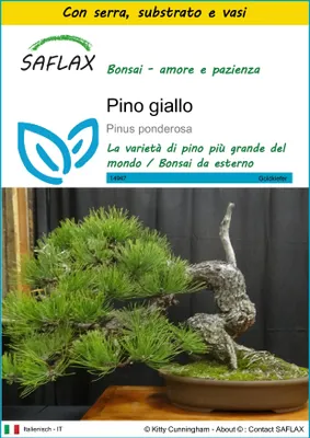 Immagine prodotto di SAFLAX Insieme di coltivazione - Pino giallo - 20 semi - Pinus