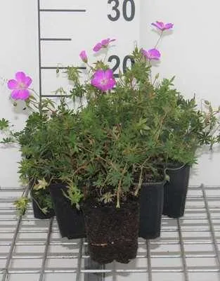 Obrázok produktu pre 6 x Geranium sanguineum - Žeriavovník - kvetináč 9 x 9 cm