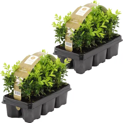 Produktbild von Bloomique - 12er Set - Buxus Sempervirens - Buchsbaum - Heckenpflanzen Winterhart - Gartenpflanze - Höhe 15-20 cm - Topf 9 cm