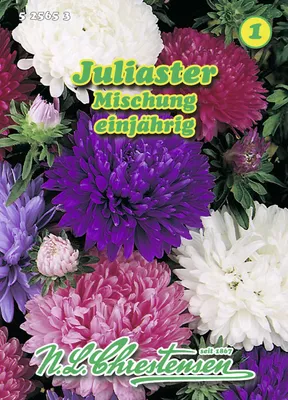 Produktbild von Juliaster Mischung | Asternsamen von N.L. Chrestensen