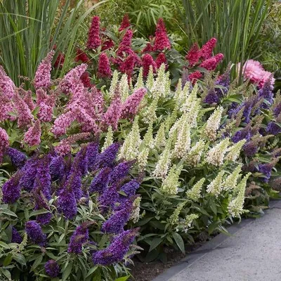 Produktbild von Sommerflieder „BUTTERFLY CANDY® LITTLE PURPLE“, 15–20 cm, 2,5-Liter-Topf