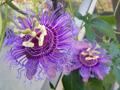 Produktbild von Winterharte Passionsblume Passiflora Incense ca. 30 cm - exotische Schönheit - mehrjährige Kletterpflanze