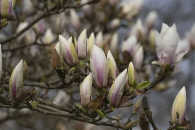 Produktbild von Magnolia soulangiana 'Alba Superba', weiß, 40–60 cm