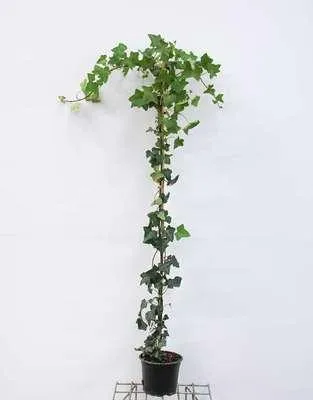 Obrázok produktu pre Hedera hibernica - Irian Efeu 125-150 cm | Topf