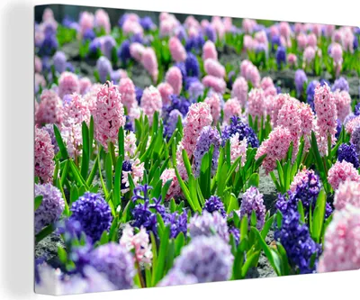 Produktbild von OneMillionCanvasses® - Leinwandbilder - 140x90 cm, Hyazinthe - Farben - Frühling, Wandbilder Kunstdruck Wanddekoration