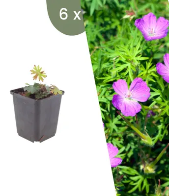 Image de Plants by Frank | 6 Plantes de géranium sanguin | Geranium sanguineum | Plantes vivaces rustiques | Vivaces | Plantes d’extérieur | Jardin