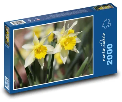 Zdjęcie produktu dla martinpuzzle - Puzzle 2000 - Narcysy