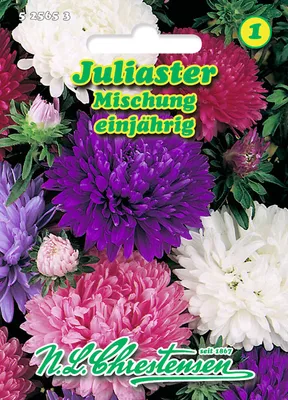 Produktbild von Juliaster Mischung | Asternsamen von N.L. Chrestensen