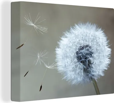 Produktbild von MuchoWow® - Leinwandbilder - Löwenzahn - Blume - Pflanze, Wandbild, Wanddeko Bilder Wohnzimmer, 120x90 cm