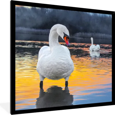 Produktbild von MuchoWow® Gerahmtes Poster Schwan - Vogel - Sonnenuntergang - Wasser 40x40 cm - Poster mit Schwarzem Bilderrahmen Wandposter Rahmen Foto Bilder - Mit Rahmen - Wanddekoration Schlafzimmer