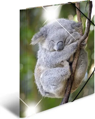 Produktbild von HERMA Eckspannermappe "Koala" PP Glossy DIN A3