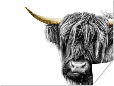 Produktbild von MuchoWow® Poster Schottischer Highlander - Tiere - Schwarz - Gold 120x90 cm - Wandbild