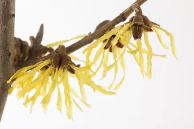 Produktbild von Hamamelis mollis 'Pallida', Chinesische Zaubernuss, gelb, 40–60 cm