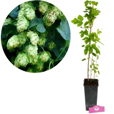 Produktbild von Humulus lupulus 'Nordbrau', Hopfenpflanze, Höhe 45-50 cm, 2-Liter-Topf.