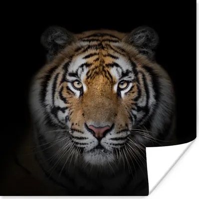 Produktbild von MuchoWow® Poster Tiger - Wildtiere - Porträt - Schwarz - Tiere 30x30 cm - Wandposter - Printing