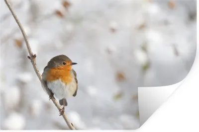Produktbild von MuchoWow® Wandtattoo Wandsticker Wandaufkleber Vogel - Rotkehlchen - Winter 30x20 cm Selbstklebend und Repositionierbar - Wierderverwendbar - Selbstklebend