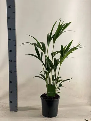 Immagine prodotto di Palma Kentia - Howea Forsteriana - Pianta da appartamento - Ø19cm - Ø90cm - Una