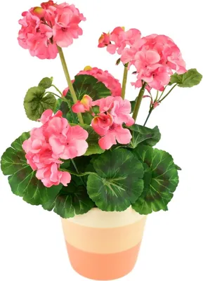 Image de Muscat rose clair en pot céramique 40×25 cm