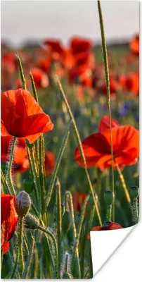 Produktbild von MuchoWow® Poster Blumen - Mohnblumen - Natur - Rot 60x120 cm - Wandschmuck