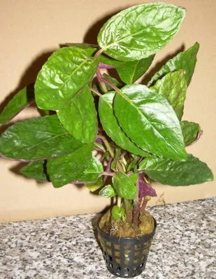 Produktbild von 1 Topf Hemigraphis species, farbige Sumpfpflanze