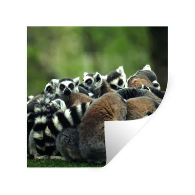Produktbild von MuchoWow® Wandtattoo Wandsticker Wandaufkleber Affen - Ringelschwanzlemuren - Wald 30x30 cm Selbstklebend und Repositionierbar - Repositionierbar - Wasser abweisend