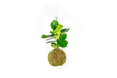 Obrázok produktu pre Gardners Kokedama Clusia rosea (L)