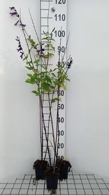 Image de 6 x Salvia 'Amistadt'® - mousse étoilée - pot 9 x 9 cm