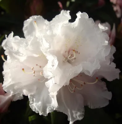 Obrázek produktu pro Rhododendron yakushimanum 'Falling Snow' japonská azalka 50-60 cm
