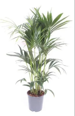 Produktbild von Kentia-Palme Howea Forsteriana Ø24cm ↕120cm Zimmerpalme Luftreinigend