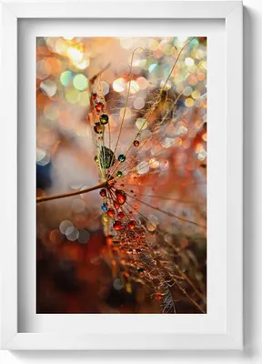 Produktbild von Löwenzahn und Tau– Wandbild mit Rahmen – Gerahmtes Bild  – Wanddekoration – 20x30 cm – Weiß