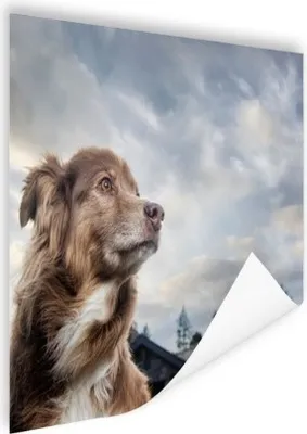 Produktbild von MuchoWow® Poster Starrender Hund 40x30 cm - Plakate für die Wände - Poster Wohnzimmer