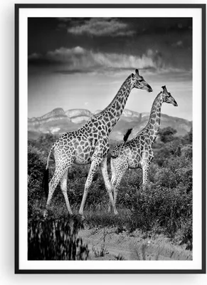Produktbild von Gerahmtes Poster - Schwarzer Rahmen - Giraffen Schwarzweiß Fotografie - 70x100 cm - Wand Bild - Wanddeko - Wandbilder - Kunstposter - Wandposter - Bilderrahmen - Bilder - Kunstdruck - P2BPA70x100-4441