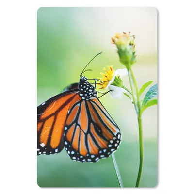 Produktbild von MuchoWow® Mauspad Mousepad Schmetterling - Blumen - Insekten 18x27 cm - Mousepads - Maus Mat - Pad - Mausunterlage