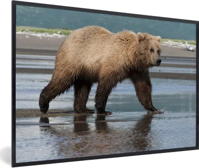 Produktbild von MuchoWow® MuchoWow® Gerahmtes Poster Bär - Strand - Wasser 30x20 cm - Poster mit zchwarzem Bilderrahmen - Kunstdruck - Bild-Poster