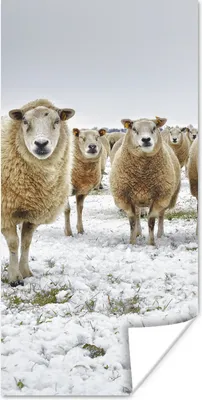 Produktbild von MuchoWow® Poster Schafe - Wolle - Schnee 60x120 cm - Wandschmuck