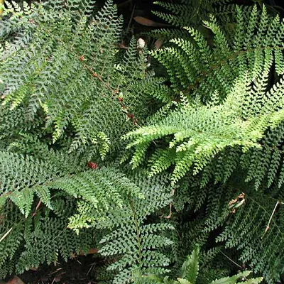 Immagine prodotto di 6 x Felce filiforme - Polystichum setiferum 'Dahlem' | vaso 9cm x 9cm