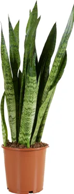 Produktbild von Bloomique - Sansevieria Zeylanica - Bogenhanf - Sukkulenten - Zimmerpflanzen - Sehr Pflegeleicht - Höhe 80-100 cm - Topf 21 cm