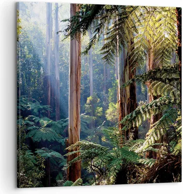Produktbild von Bild auf Leinwand - Leinwandbild - Einteilig - Morgendämmerung Bäume Wald - 60x60cm - Wand Bild - Wanddeko - Wandbilder - Leinwanddruck - Bilder - Wanddekoration - Leinwand bilder - AC60x60-4403