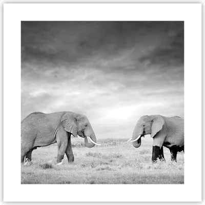 Produktbild von Poster - Poster ohne Rahmen - Elefanten Schwarzweiß Safari - 40x40 cm - Wand Bild - Wanddeko - Wandbilder - Kunstposter - Wandposter - Bilder - Kunstdruck - Wanddekoration - Wandbild - P2XAC40x40-4186