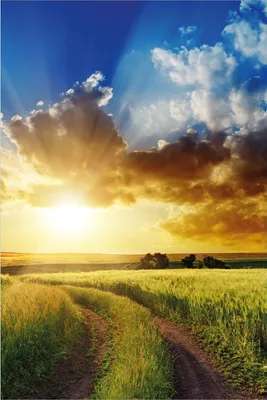 Produktbild von Wallario Poster - Feldweg in den Sonnenuntergang, Kunstdruck Größe: 100 x 150 cm