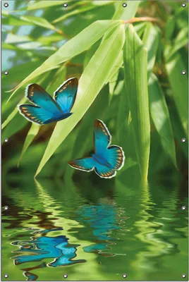 Produktbild von Wallario Outdoor-Poster für Garten oder Balkon, Motiv Schmetterlinge in Reflektion, in ca. 120 x 180 cm