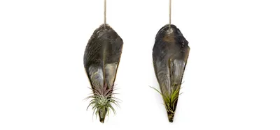 Produktbild von Faszinierende Pinnidae Muschel mit einer Tillandsie 2 er Set