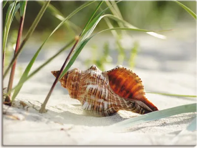 Produktbild von ARTland Leinwandbild Große Muschel am Strand Größe: 40x30 cm