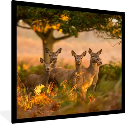 Produktbild von MuchoWow® Gerahmtes Poster Waldtiere - Hirsche - Licht 40x40 cm - Poster mit Schwarzem Bilderrahmen Wandposter Rahmen Foto Bilder - Mit Rahmen - Wanddekoration Schlafzimmer