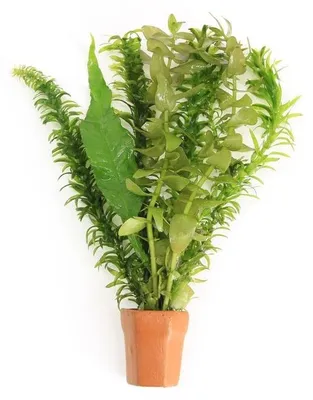 Productafbeelding van Moerings Viskombosje | In Terracotta Pot
